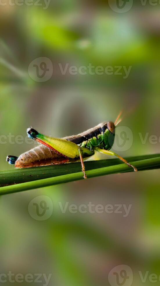 A Vivid Green Grasshopper with Striking Colors Perched on a Slender Plant Stem photo