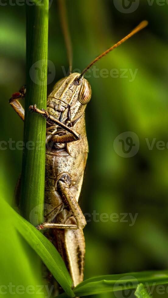 A brown grasshopper is camouflaged among green grass, its body and antennae partially visible in a natural habitat, photo