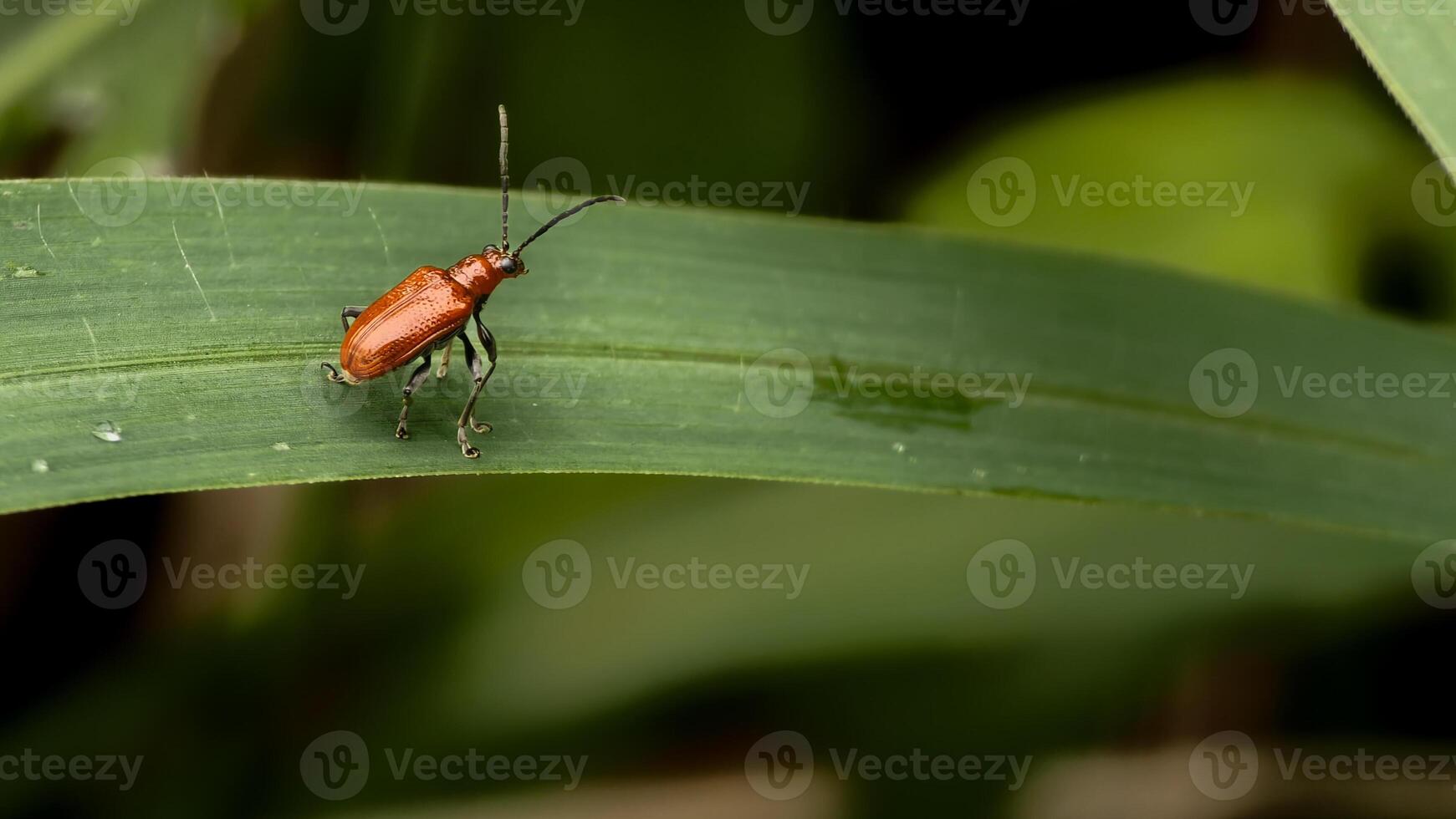Close-up of a tiny, brilliant orange beetle with long antennae on a lush green leaf, showcasing its delicate form in nature. photo