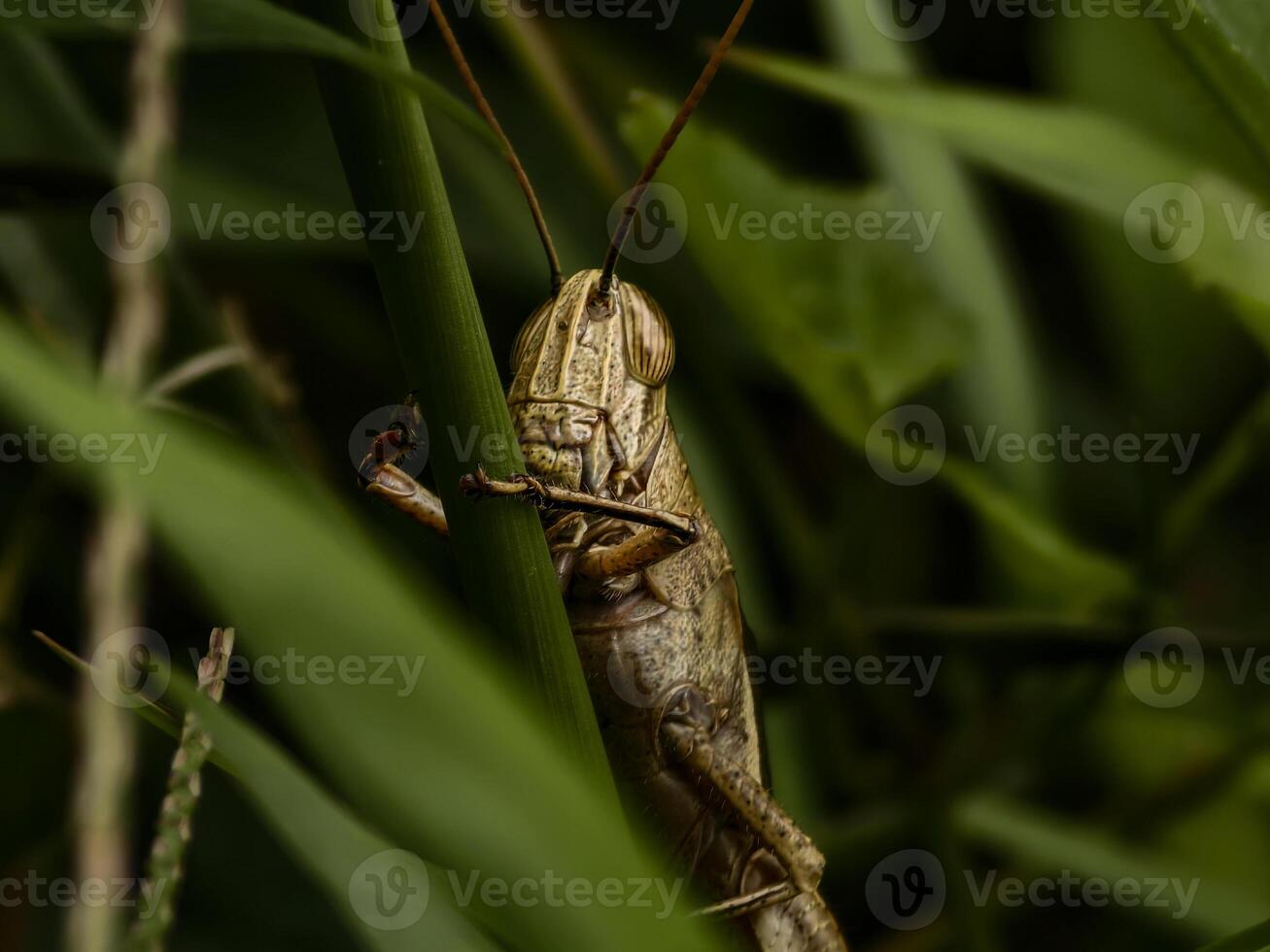 Macro shot of a brown grasshopper expertly blending into its green grass surroundings, showcasing its textured body. photo