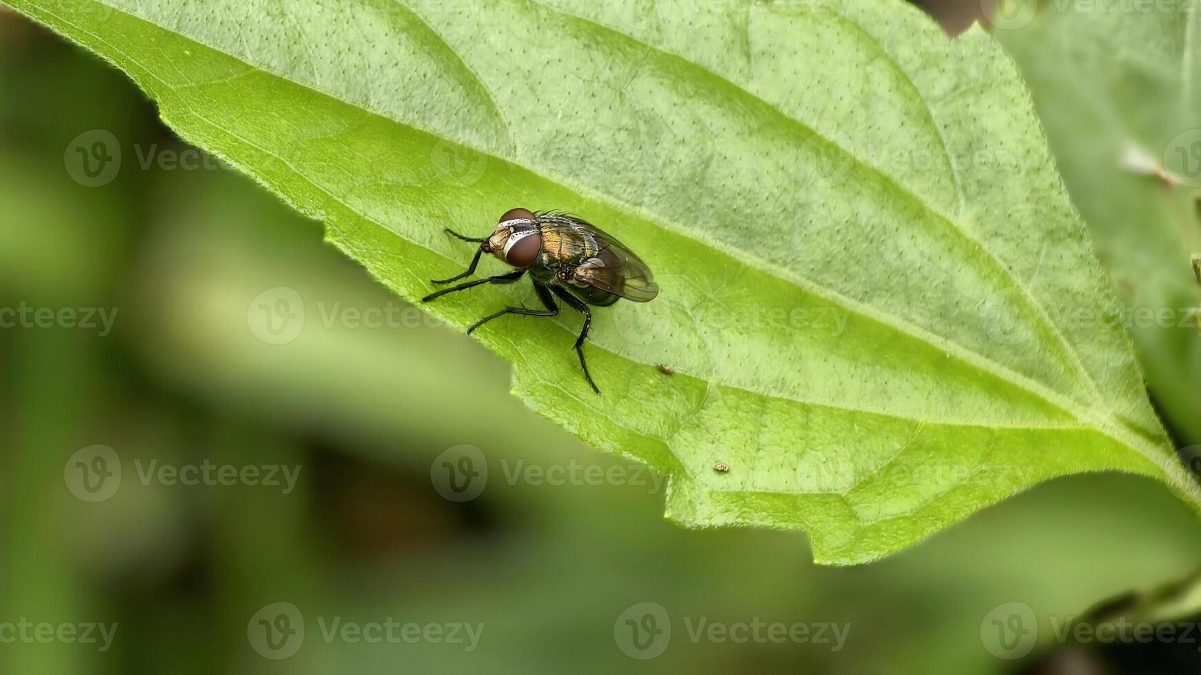 A Metallic Green Bottle Fly Perched on the Edge of a Bright Green Leaf photo