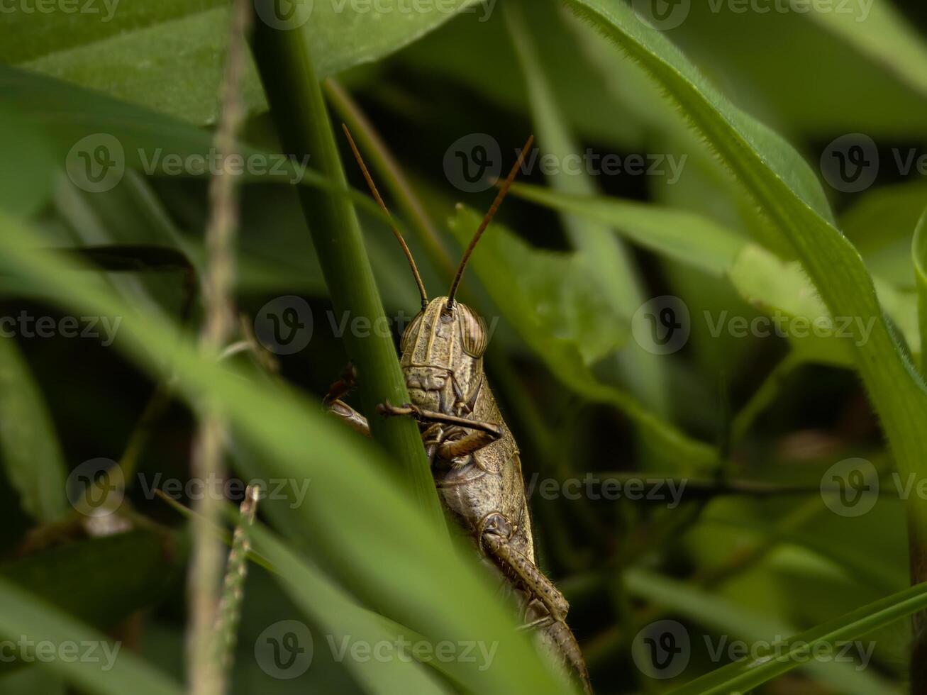 A brown grasshopper is camouflaged among green grass, its body and antennae partially visible in a natural habitat photo
