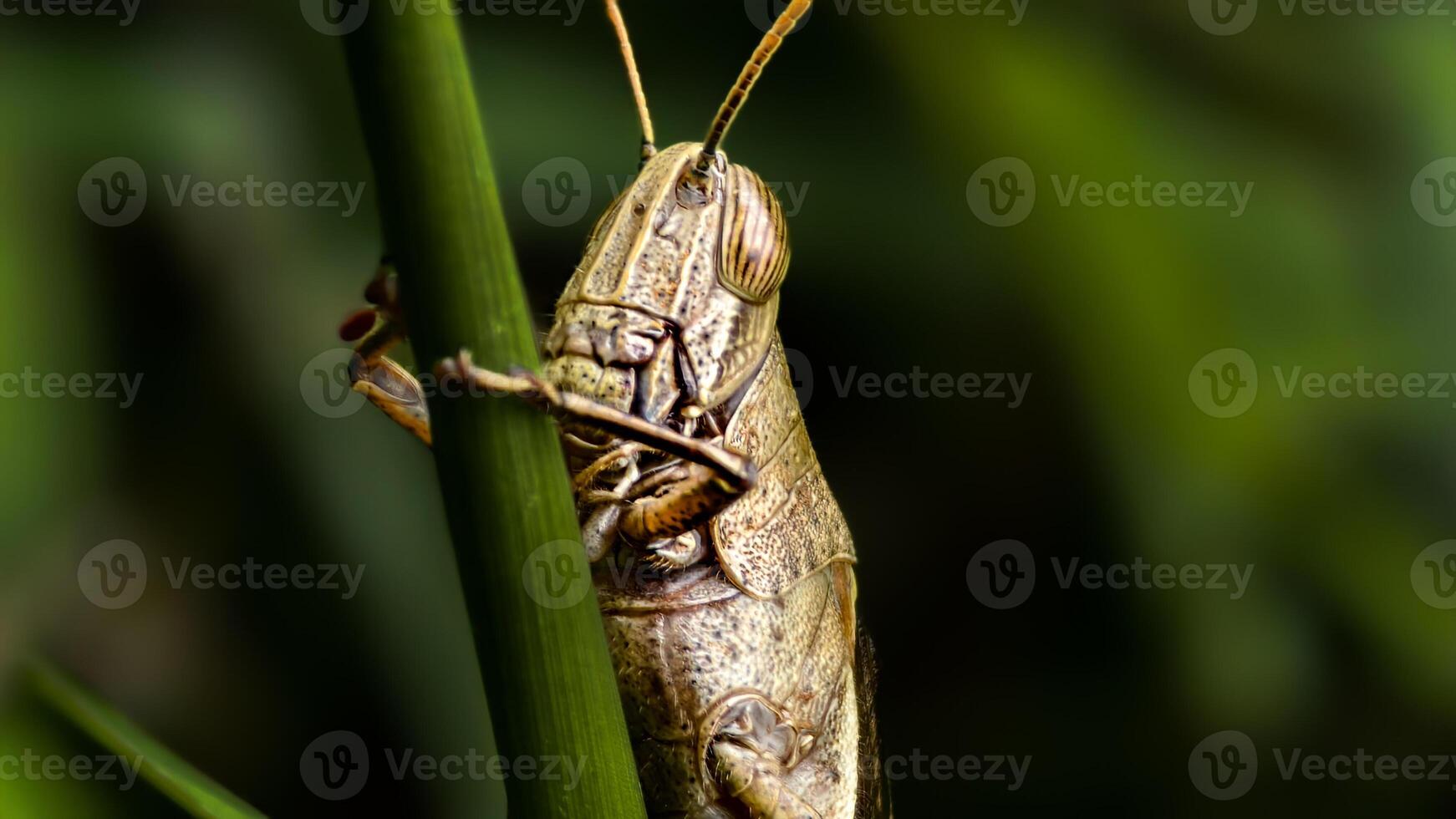 Macro shot of a brown grasshopper expertly blending into its green grass surroundings, showcasing its textured body, photo