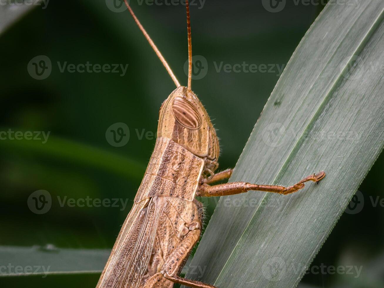A Detailed Close-up of a Brown Grasshopper Perched Firmly on a Green Leaf photo