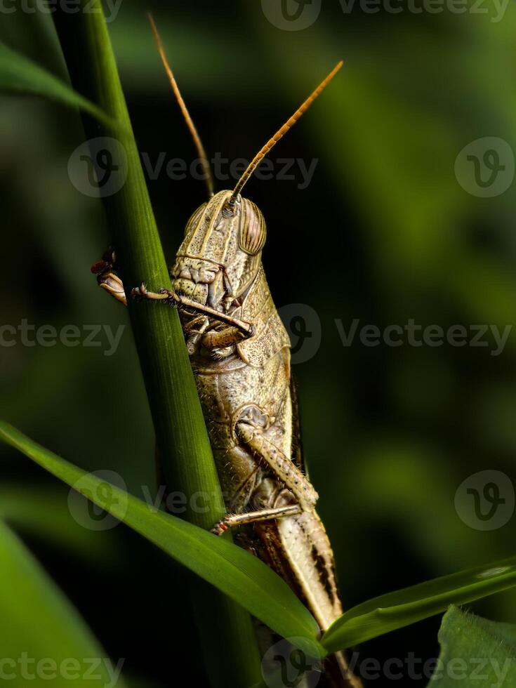Macro shot of a brown grasshopper expertly blending into its green grass surroundings, showcasing its textured body photo