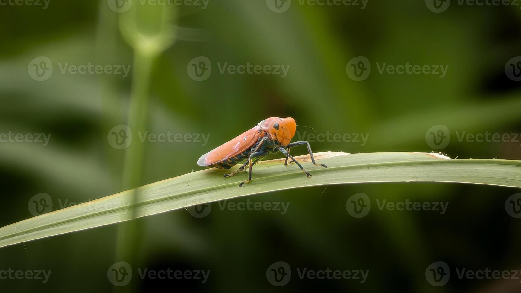 Macro shot of a vibrant orange and blue leafhopper on a lush green leaf, showcasing its unique colors and form photo