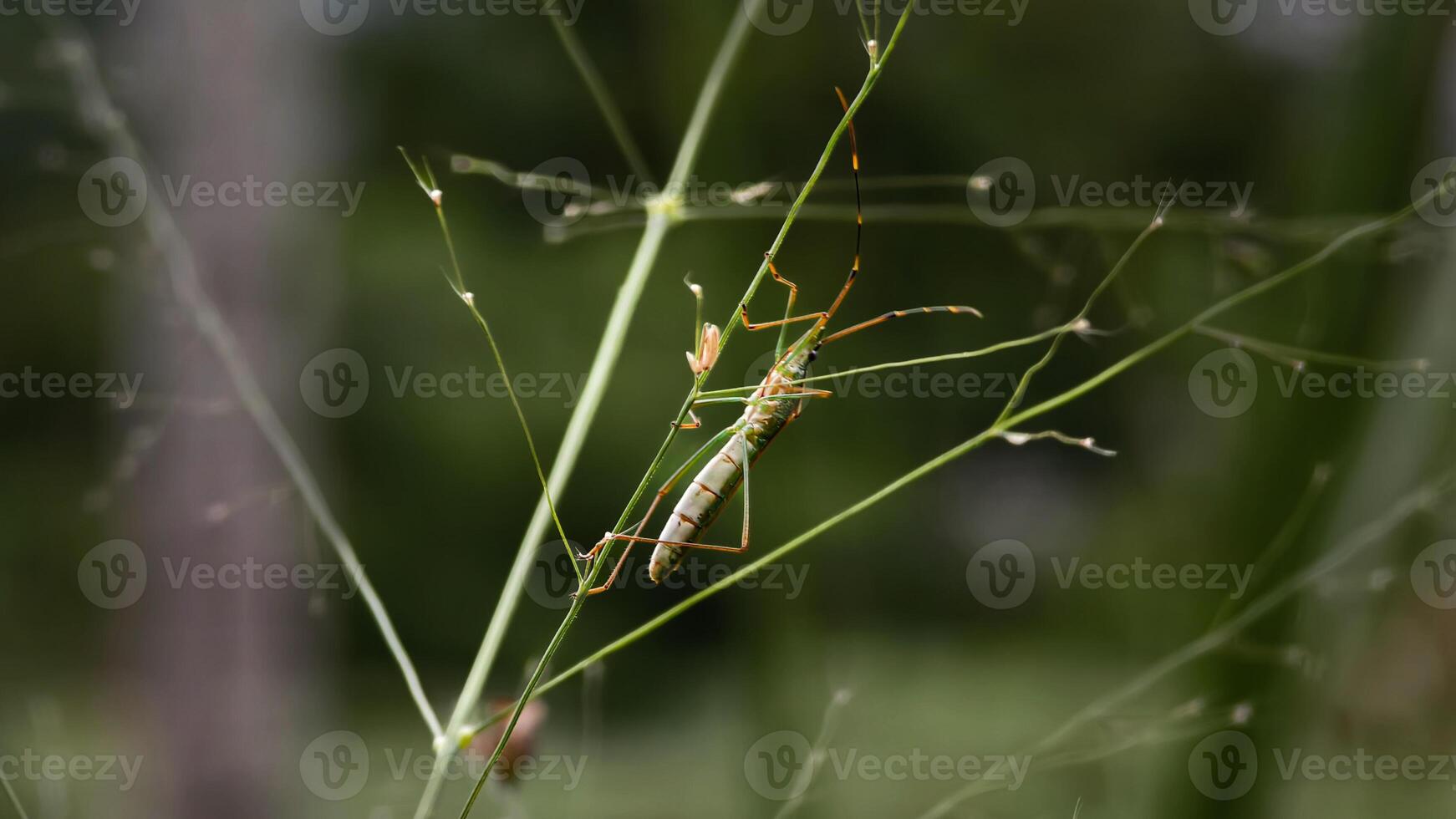 A long, light-colored stick insect blends seamlessly with a thin green plant stem, showcasing natural camouflage. photo