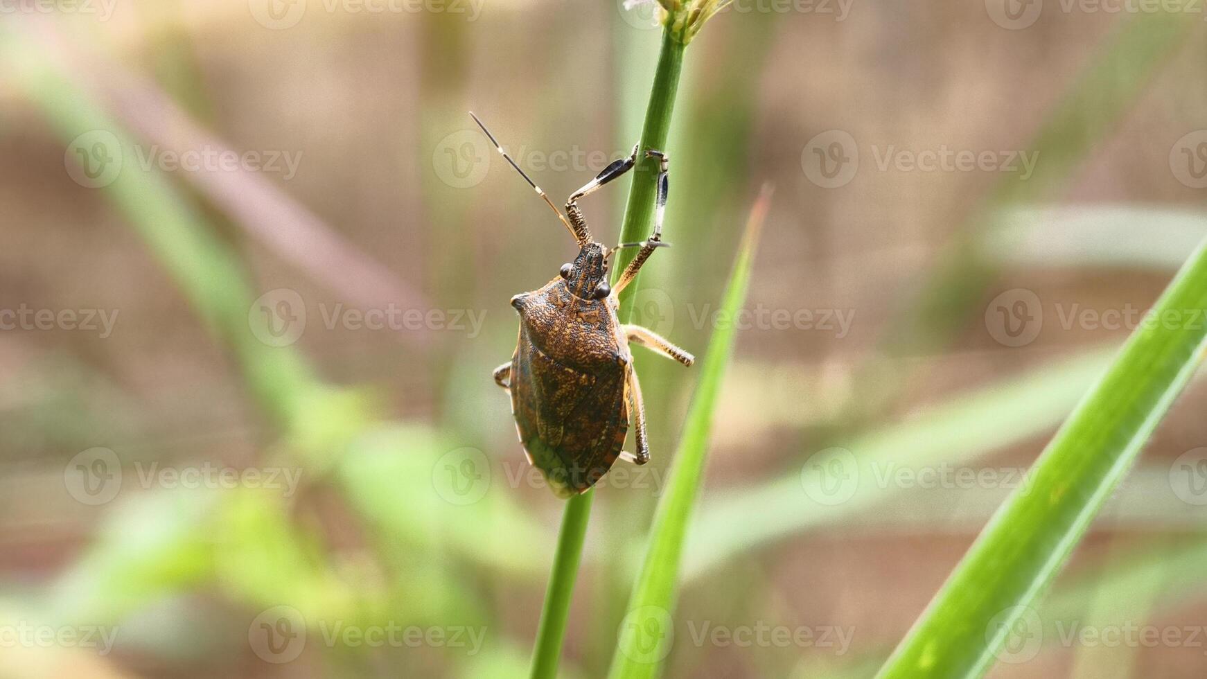 A Brown Stink Bug with Spiked Shoulders Clinging to a Green Plant Stem. photo