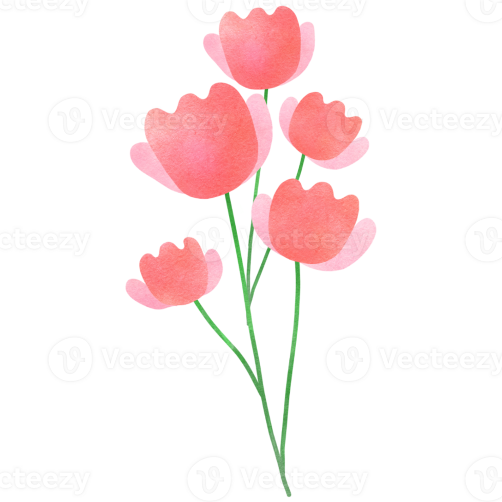 watercolor tulips on transparent background png
