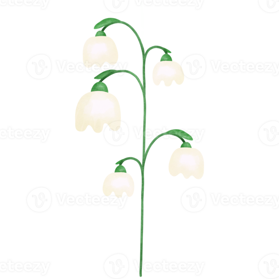 lily of the valley flower, snowdrop png