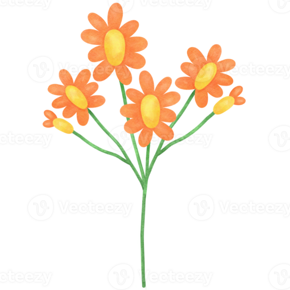 orange flowers on a transparent background png