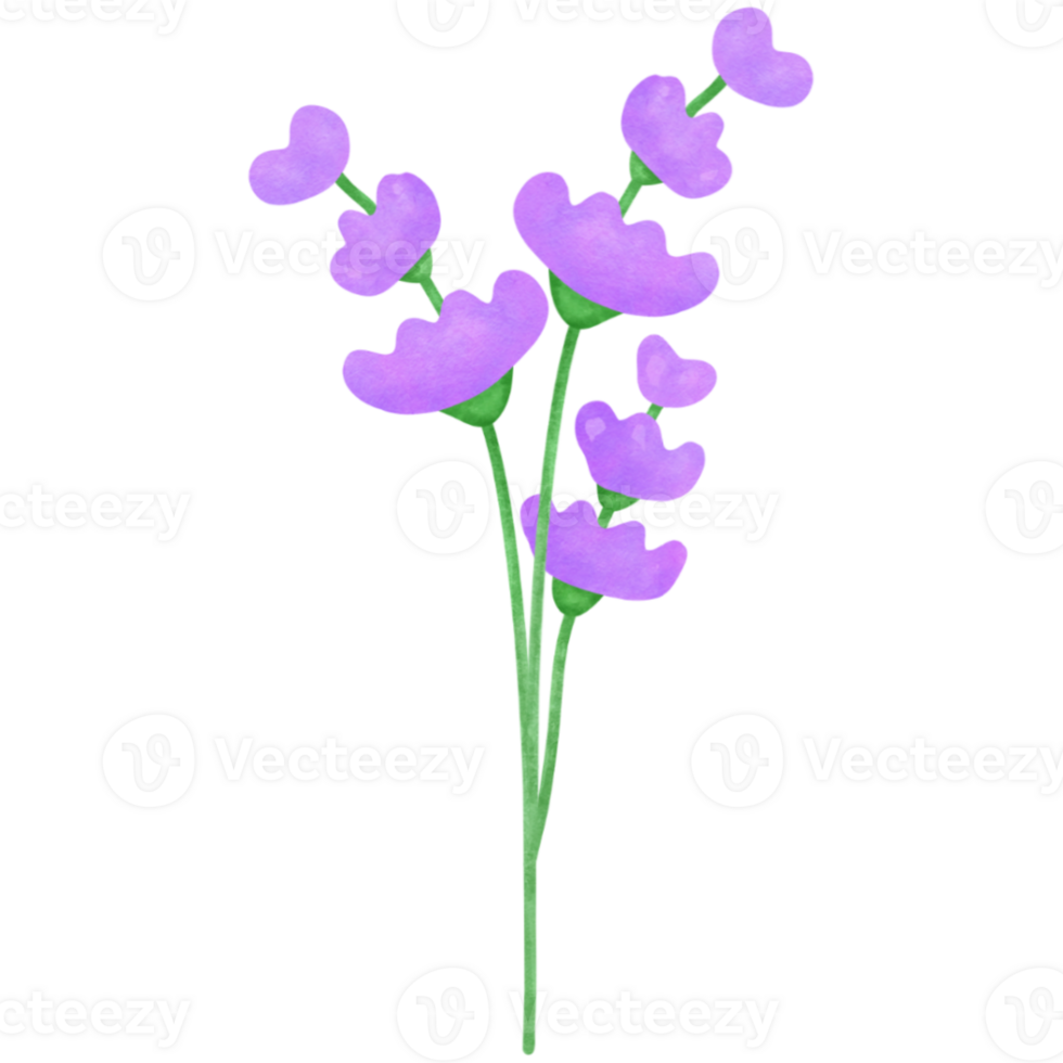lavender flowers on a transparent background png