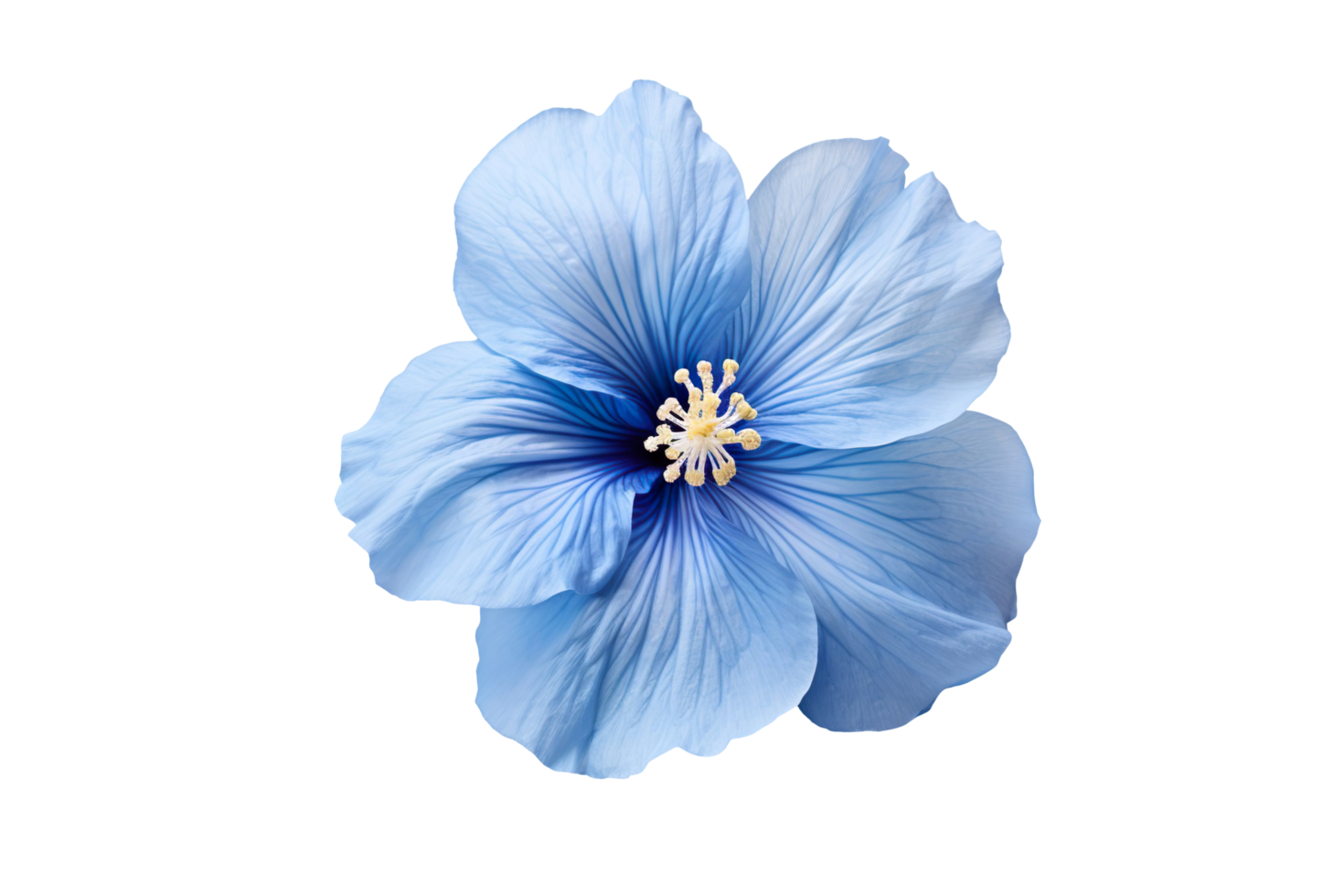 blue hibiscus flower isolated on transparent background png