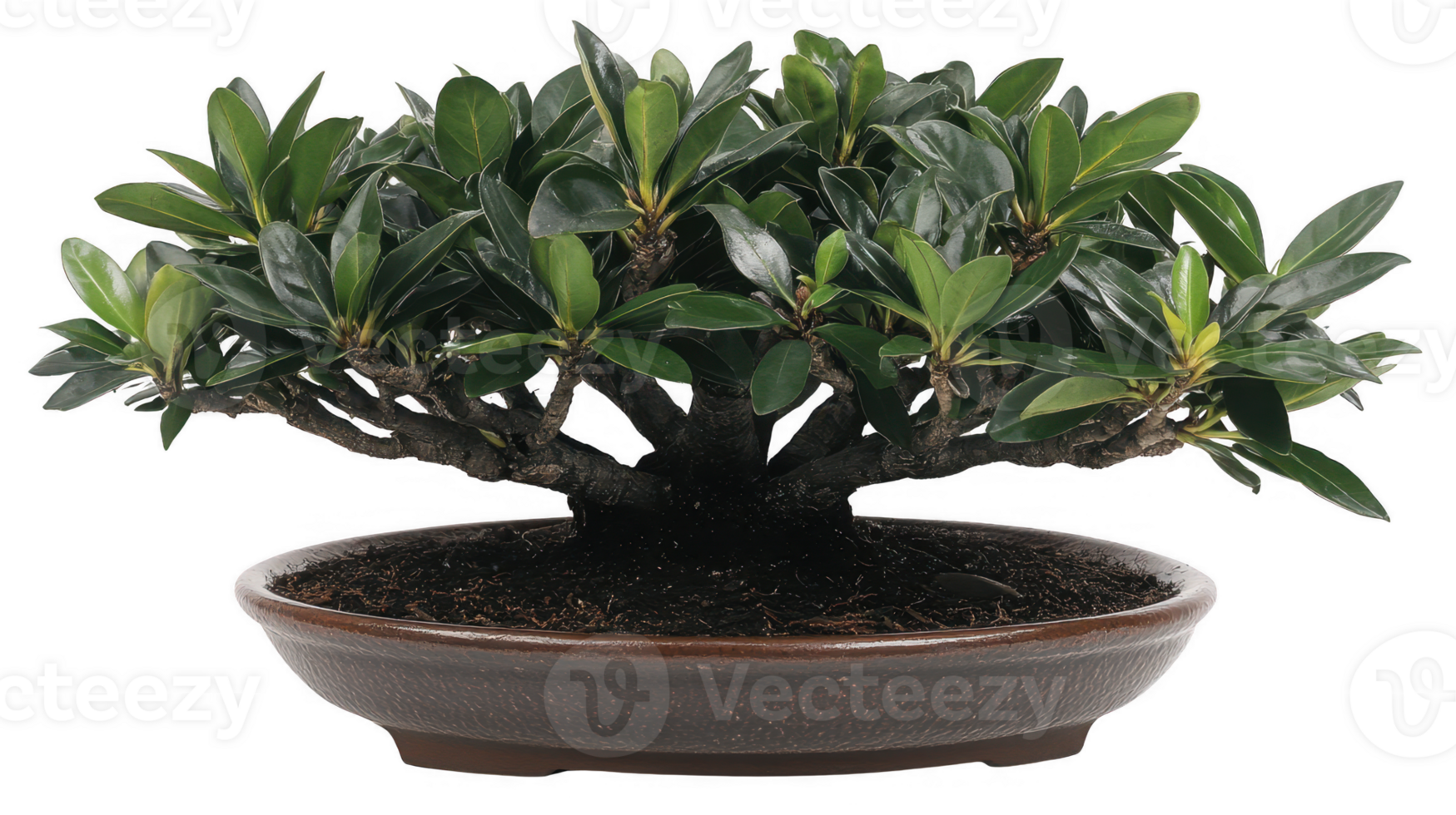 A Beautiful Bonsai Plant in a Ceramic Pot with a Transparent Background png