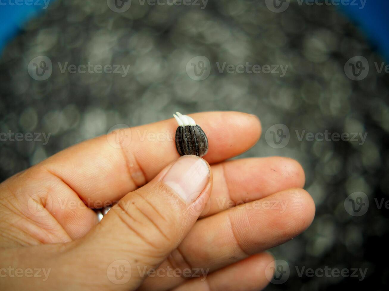 A person holding a small black seed photo
