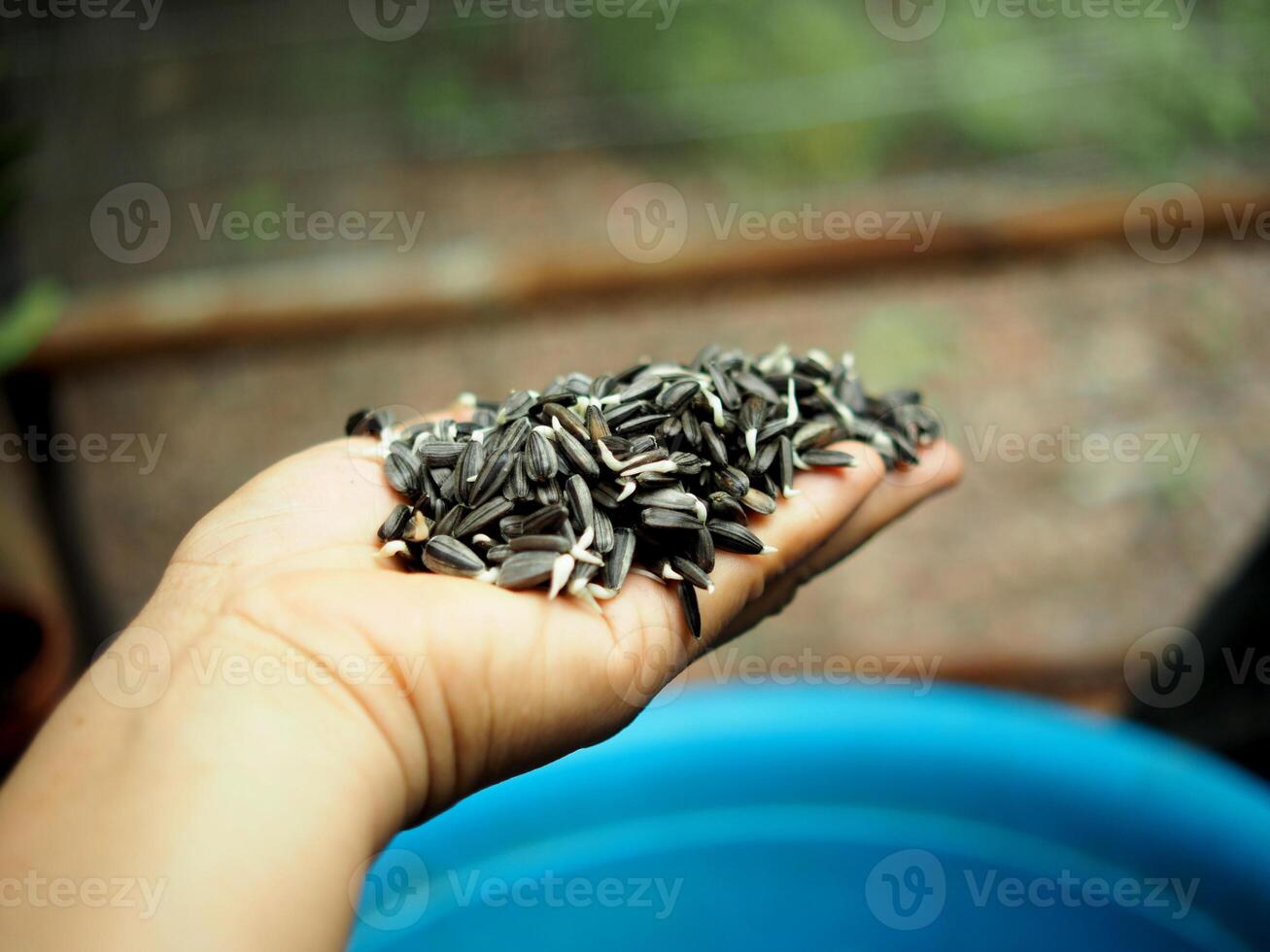 A person holding a handful of seeds in their hand photo