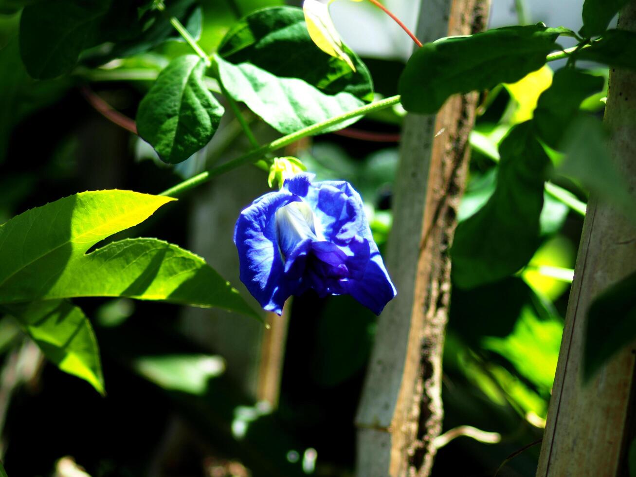A blue flower growing on a tree branch photo