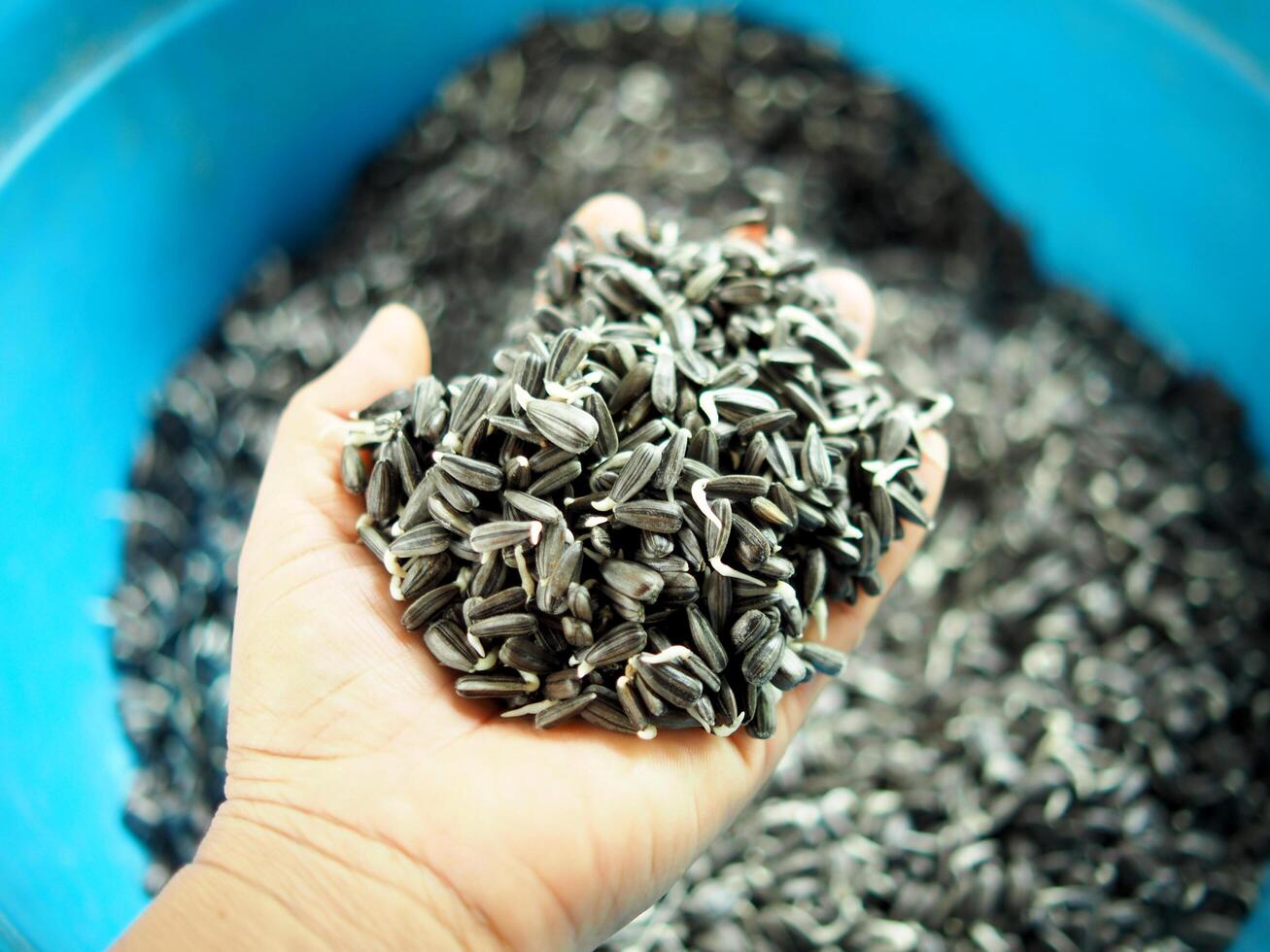 A person holding a bucket full of sunflower seeds photo
