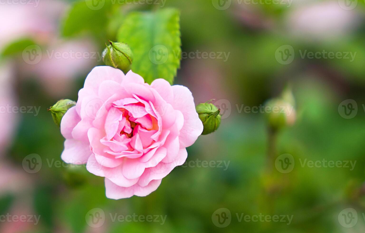 Beautiful pink rose with buds in the garden. Natural background. Close-up. Selective focus. photo