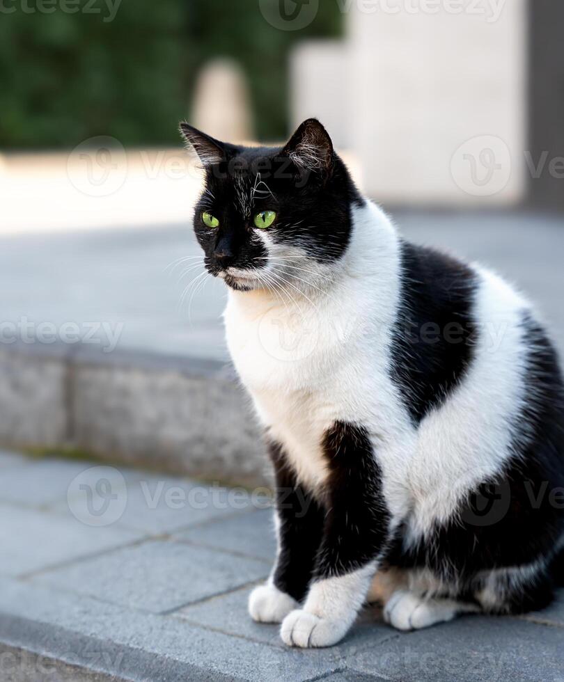 Beautiful black and white cat sits on the asphalt. Close-up. Selective focus. photo