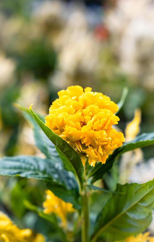 Yellow beautiful flower in the park. Celosia cristata. Natural background. Close-up. Selective focus. photo