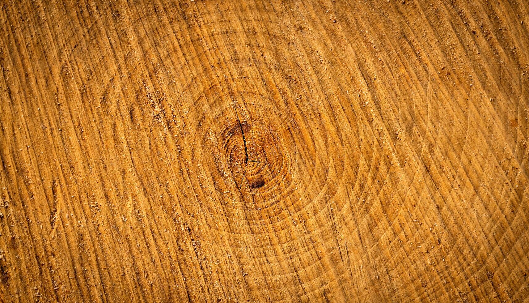 Texture of cut tree trunk. Wood texture. Natural background. Close-up. photo