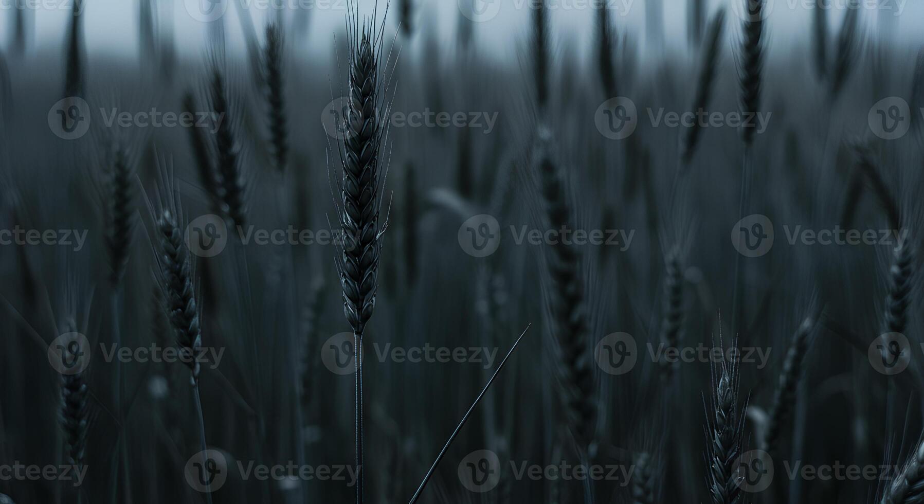 Close-up of moody dark wheat field at dawn or dusk. photo