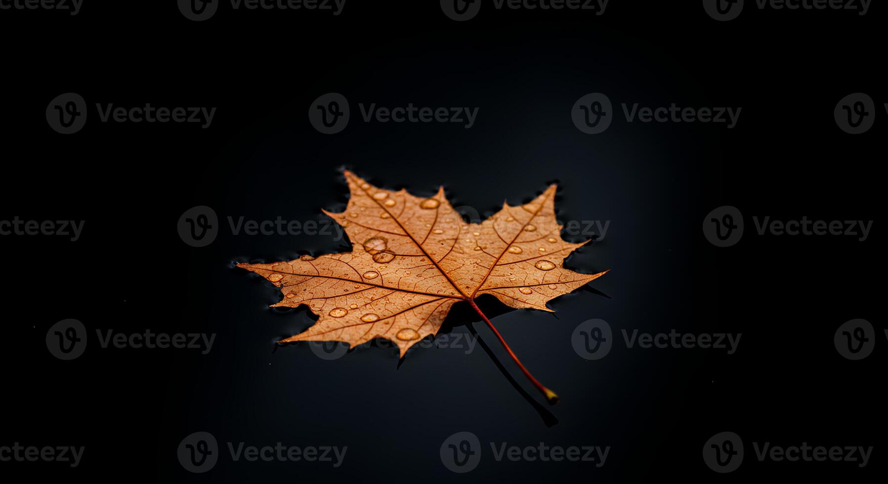 A single autumn leaf rests on still water, showcasing intricate details. photo