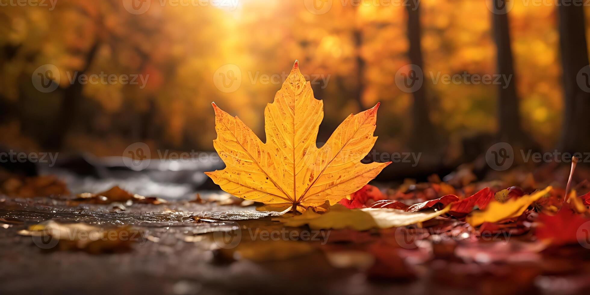 Vibrant Autumn Maple Leaf Displayed Amidst a Forest Stream Setting photo