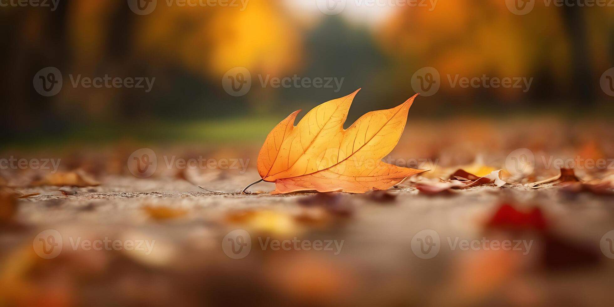 Golden Autumn Leaf on Ground with Blurred Foliage Background Scenery photo
