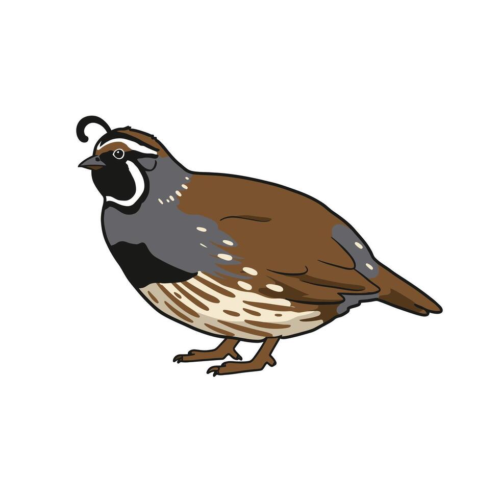 California quail logo design vector