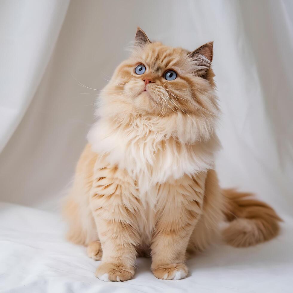 Elegant Ginger Cat with Stunning Blue Eyes Posing on White Fabric photo
