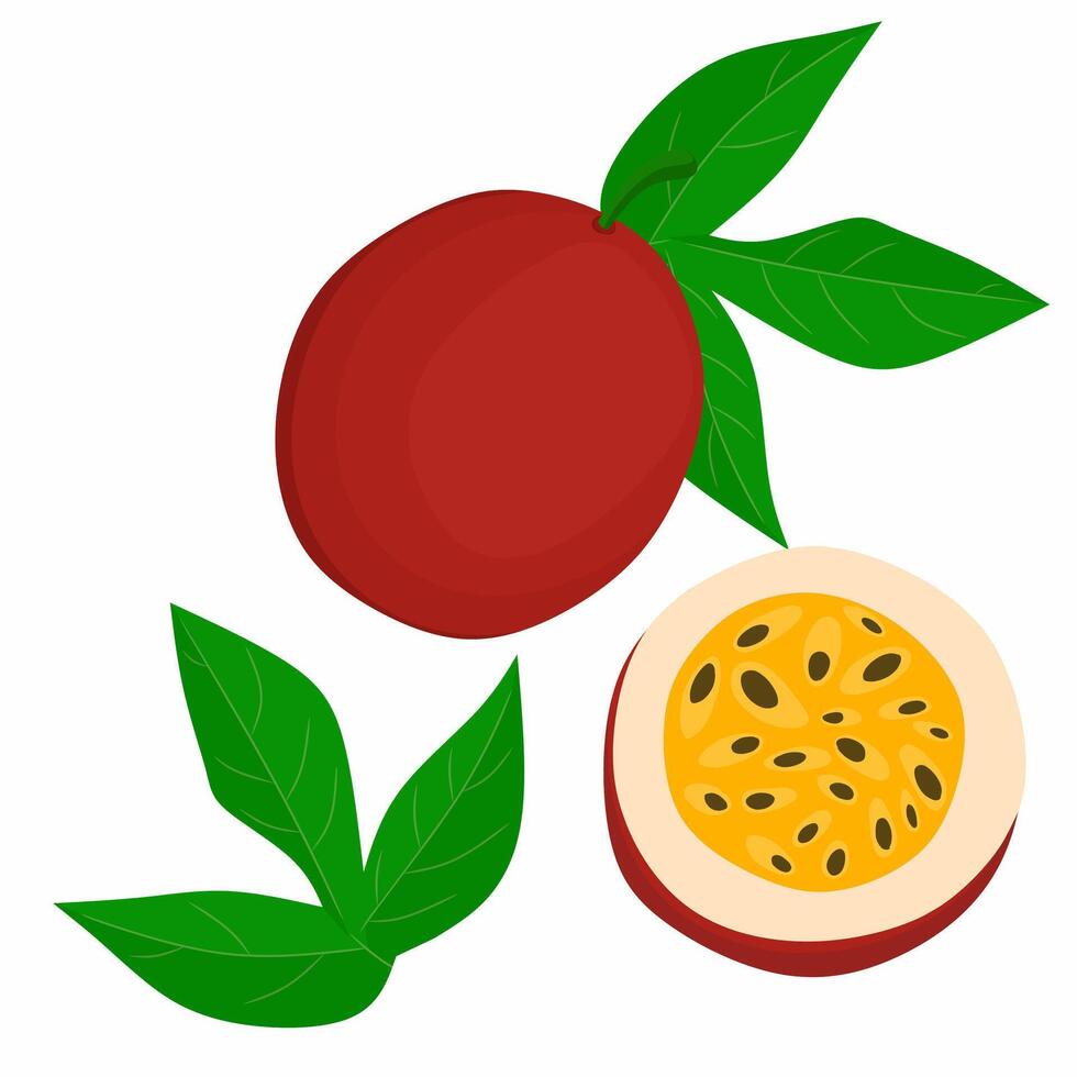 Red passion fruit illustration. Whole passion fruit and small pieces. Ripe red fruit with leaves and seeds. Isolated on white background. vector