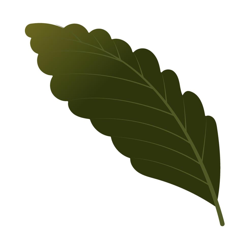 Green leaf close-up on white background. vector