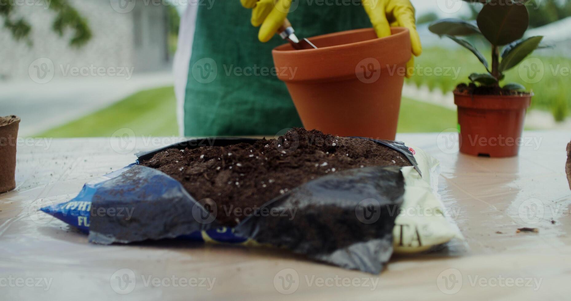 A woman in an apron and rubber gloves transplants flowers standing in the backyard. Close-up of her hands, no face - standing photo