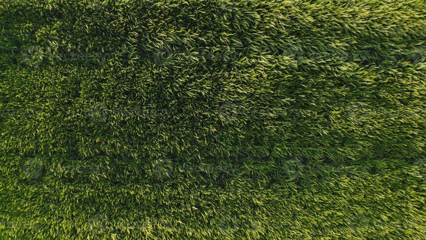 Top view of dense green grass with traces of a passed car. Drone , high grass in the meadow photo