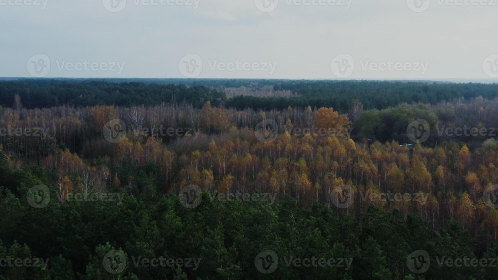 filming from a bird's eye view from a drone, a view of the tops of trees in a mixed coniferous-deciduous forest. Birches with almost no foliage, on an autumn day - almost photo