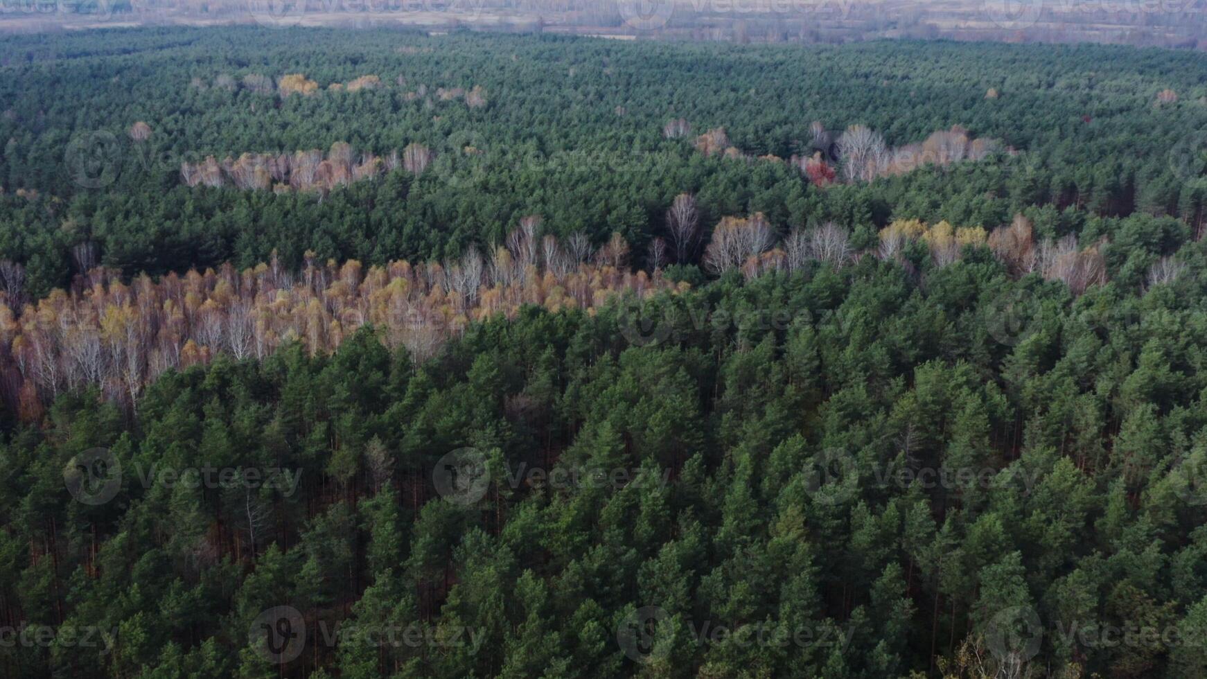 filming from a bird's eye view from a drone, a view of the tops of trees in a mixed coniferous-deciduous forest. Birches with almost no foliage, on an autumn day photo