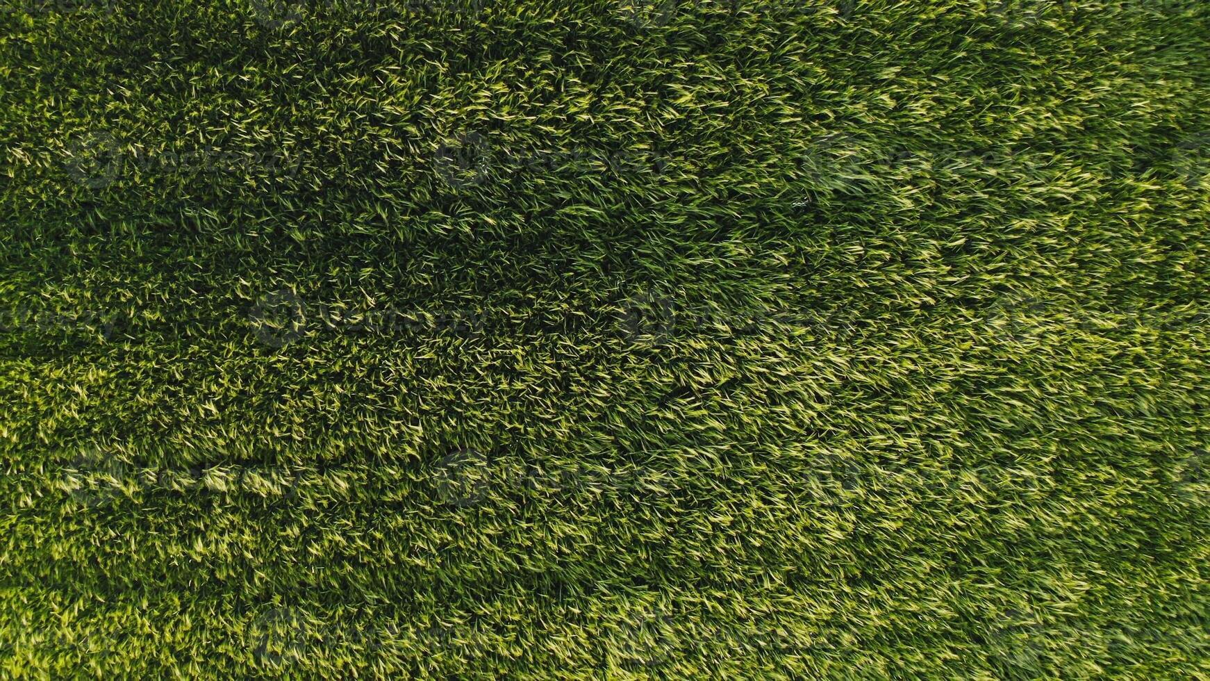 Top view of dense green grass with traces of a passed car. Drone , high grass in the meadow - meadow photo