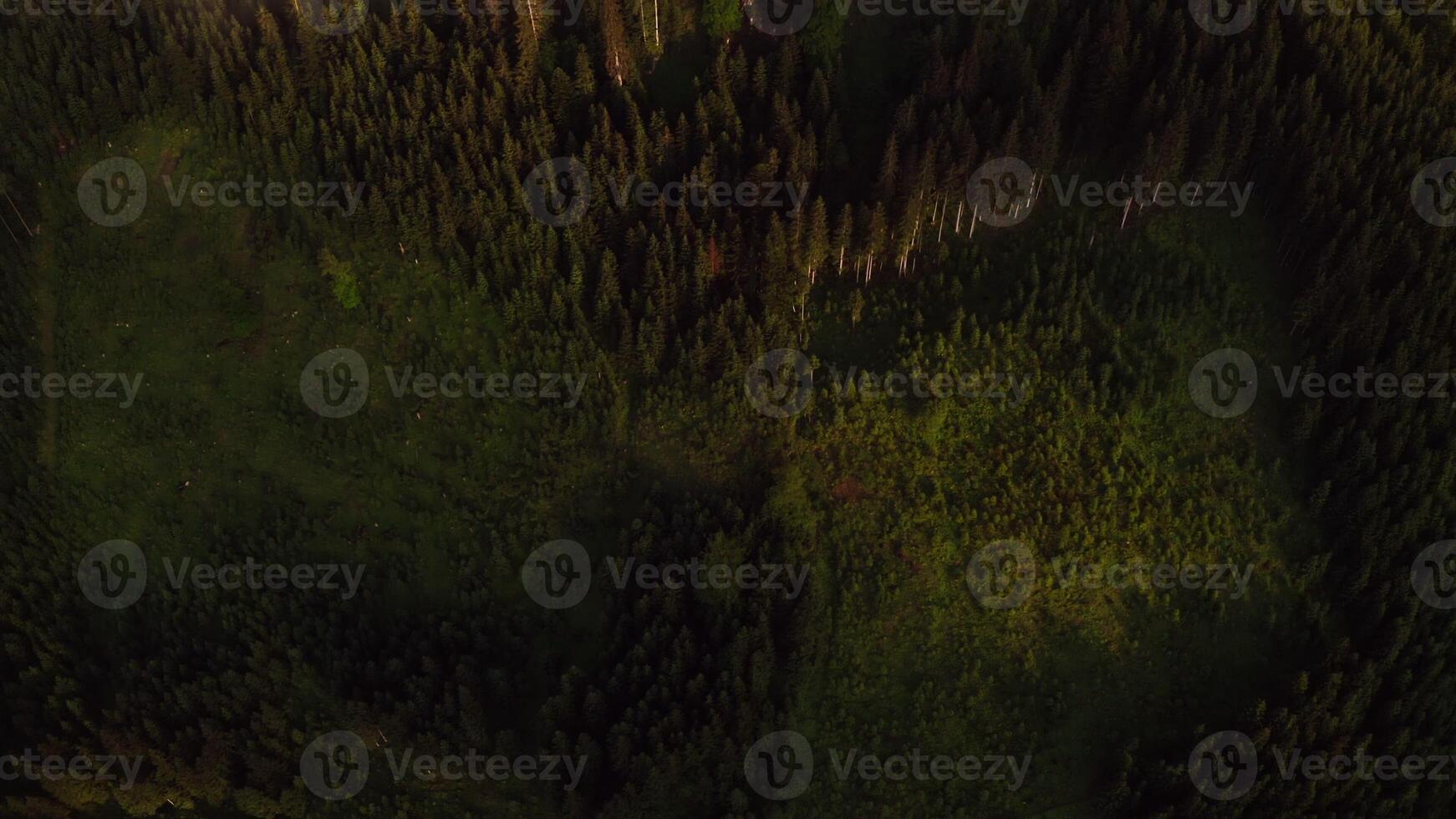 Aerial view of gentle hilly slopes overgrown with dense spruce forest and covered with fluffy white clouds, Austria, drone photo