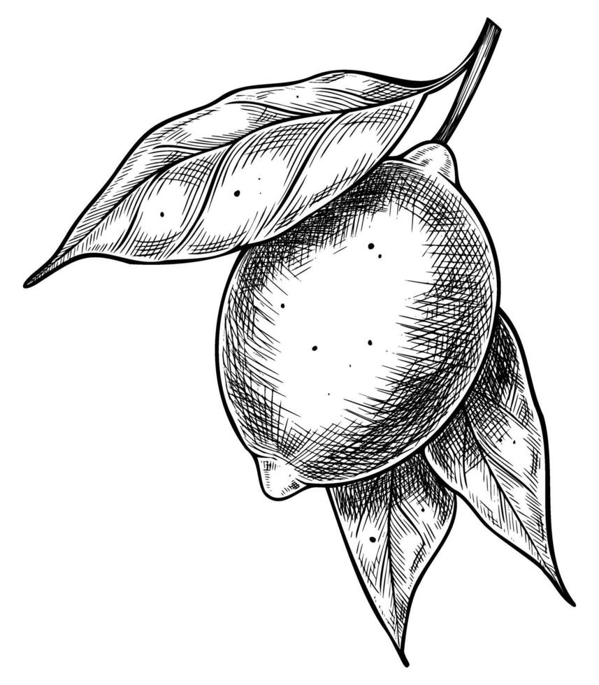 Black and white illustration of a Lemon with leaves in vintage engraving style. Botanical Linear Drawing of branch with Citrus fruits for culinary menu designs or cookery books. Retro etching. vector