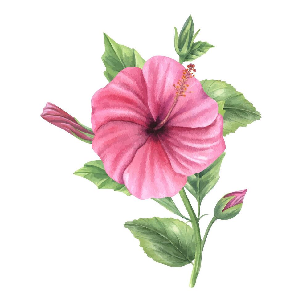 Hibiscus branch with pink blossom, buds and green leaves watercolor isolated illustration. Chinese rose bouquet for tropical designs, wedding stationery, feminine branding and home decor. vector