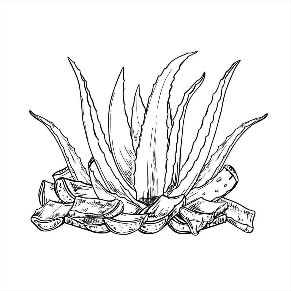 Aloe plant with sliced leaves arranged around it and dripping juice monochrome illustration painted by black inks. Skincare remedy for natural cosmetics packaging, herbal medicine, spa menu vector