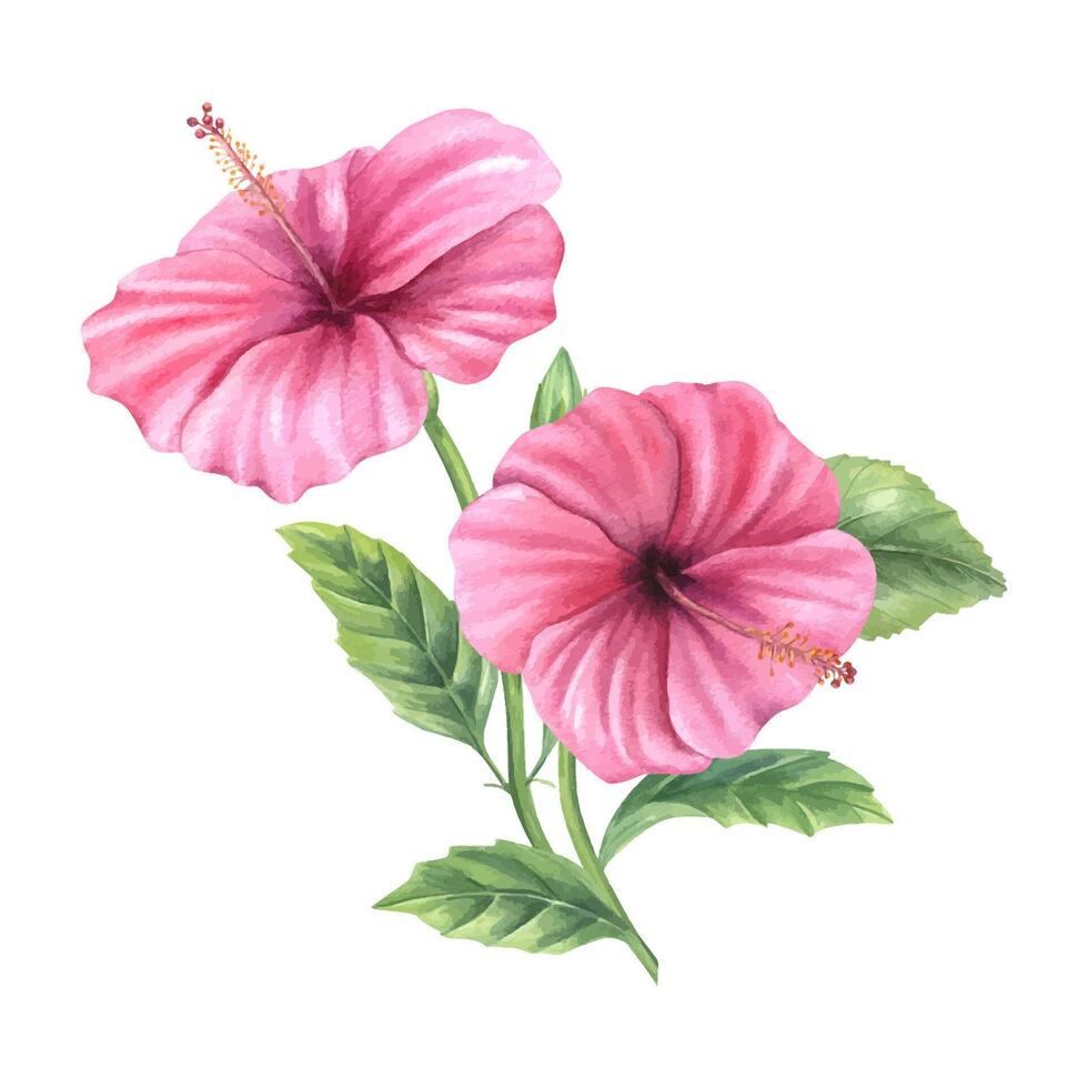 Hibiscus branch with pink blossoms watercolor illustration isolated background. Rose mallow for tropical wedding invitations, spa product packaging, greeting cards, textile pattern vector