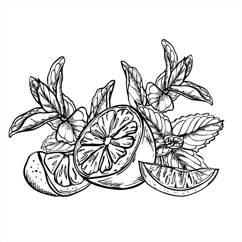 Monochrome lemon and lime slices with mint and melissa branches illustration in linear style. Etching drawing of citrus with herbs for beverage packaging, summer cocktail designs, kitchen decor vector