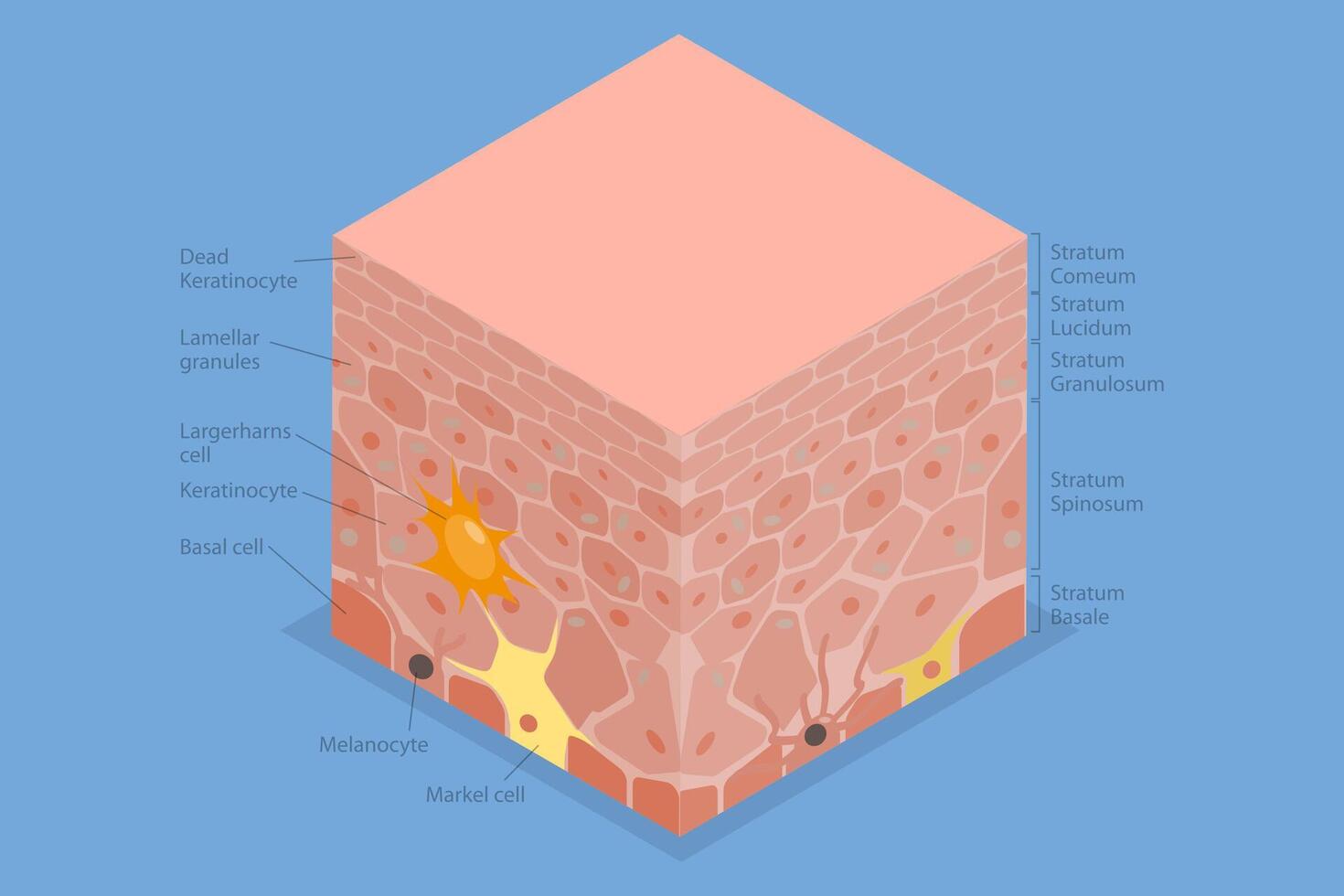 3D Isometric Flat Illustration of Epidermis Anatomy, Educational Medical Diagram vector