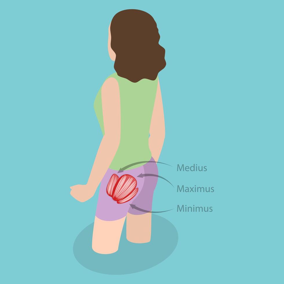 3D Isometric Flat Illustration of Major Glute Muscles , Anatomical Structure vector
