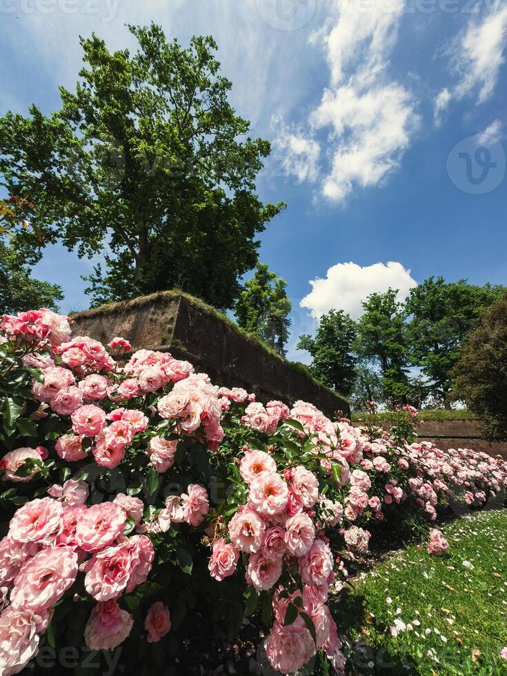 Colorful Pink Roses Growing In The Green Garden photo
