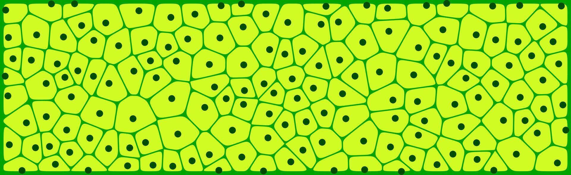 Bright green plant cells pattern with black nuclei, showcasing a stylized microscopic view of cellular structure with a vibrant and educational design. vector
