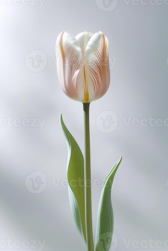 Single White and Peach Tulip on Light Background Minimalist Floral Closeup for Spring, Nature, and Elegance Concepts photo